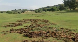 Danni da animali selvatici: oltre 3,6 milioni di euro per risarcire gli agricoltori