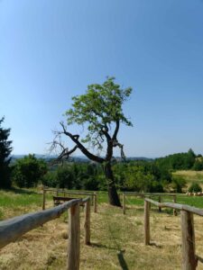 San Giovanni, la fioritura del noce rinnova la sua magia