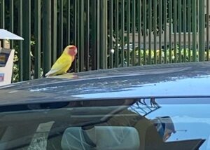 Alessandria, qualcuno ha perso un pappagallo?