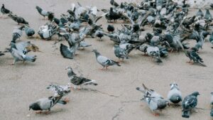 Ad Asti fanno la guerra ai piccioni