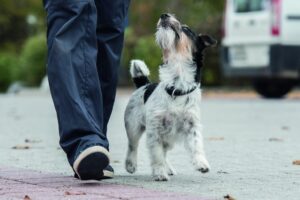 Cani e gatti sfamati da chi ricicla bottiglie