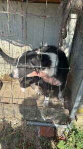 L’Oipa di Alessandria salva un cane e un coniglio tenuti in condizioni critiche