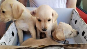 Abbandoni di animali a Ferragosto: cuccioli salvati ad Alessandria