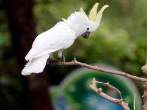 Si balla con i cacatua