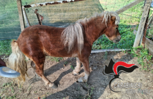 Pony maltrattato a Belveglio: salvato e operato d’urgenza