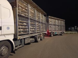 Trasporto animali: sanzioni dopo verifiche della Polizia di Alessandria