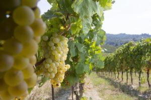 Vendemmia 2025 nel Gavi Docg: si anticipa per effetto delle piogge