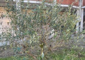 Due olivi al cimitero di Spinetta: il dono di Paola Gilardi per Alberando Alessandria