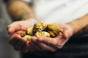 Tuber Next Gen 2025: Alessandria al centro del futuro del tartufo in Piemonte