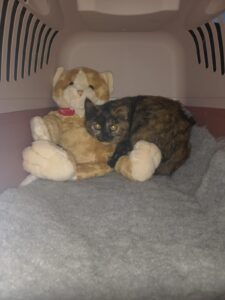 S. Germano Monferrato: gattina abbandonata in uno scatolone, donna denunciata