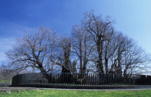 Ecco l’albero più grande d’Italia