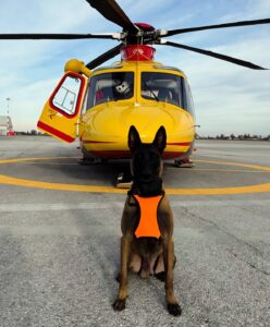 Un aiuto silenzioso ma fondamentale: il Soccorso Alpino e i cani da valanga