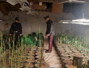 Balzola: nella serra dello sballo droga per oltre un milione di euro