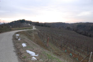Alla scoperta della Val Sarmassa: due anelli tra boschi, vigneti e fossili