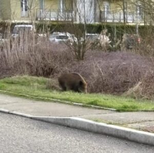 Alessandria, cinghiali in via Parini. Locci e Sciaudone (FdI): “Il Comune sapeva già dal 2025”