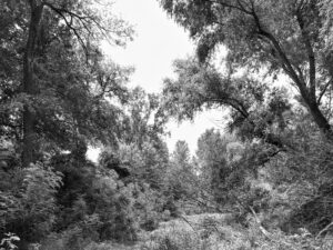 Alessandria: “Patrimonio Bosco, risorsa per il futuro”, incontro a Palazzo Cuttica