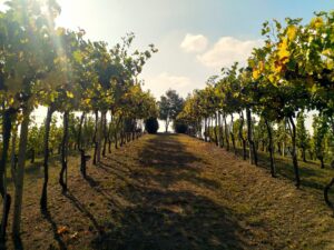 L’itinerario “Musica” del MOM  di Santo Stefano Belbo