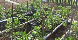 Orti Sociali, aperto il bando per 11 appezzamenti comunali ad Alessandria