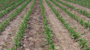 Semine primaverili nell’Alessandrino, pesa l’incubo rincari: costi fino al +30%