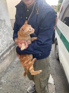 Castelceriolo: gatti abbandonati in casa per giorni, salvati dalla Municipale
