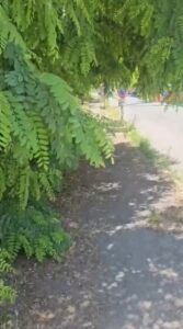 Alessandria: marciapiedi invasi dalle erbacce, “così diventa impossibile camminare”