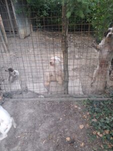 Alessandria, cinque cani sequestrati da Oipa: vivevano in condizioni di degrado