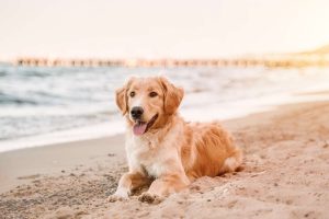 La tendenza di andare in vacanza con gli amici animali